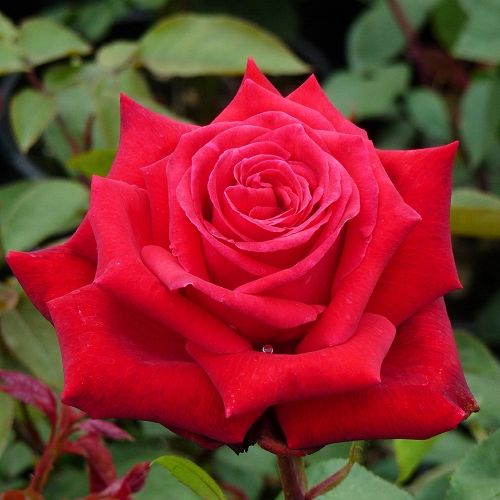 E-commerce, vendita, rose, in, vaso rose ibridi di tea - rosso - Rosa Ruby Wedding™ - rosa dal profumo discreto - Charles Walter Gregory - ,-